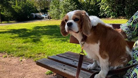 Chiens interdits à la foire européenne de Strasbourg quelle place