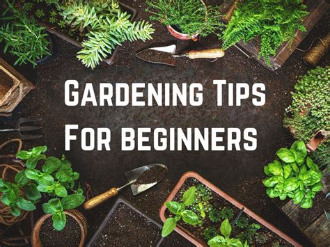 Best Gardening Tips For Beginners Top Tips And Tricks For Success