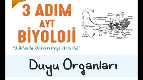 3 ADIM AYT BİYOLOJİ DUYU ORGANLARI 2 ADIM YouTube