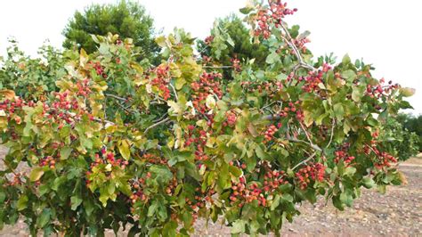 How to Plant, Grow & Care For a Pistachio Tree (Complete Guide)