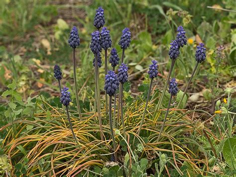 Flora De Malpica De Tajo Nazarenos O Penitentes Muscari Neglectum