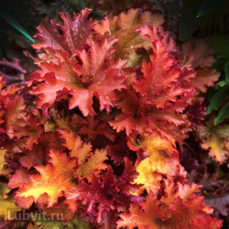 Гейхера Зиппер (Zipper) купить в интернет-магазине Любвитского ...