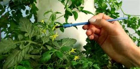 Watermelon Plant Care - Part II - FRUITS