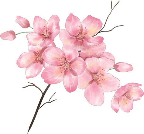 Árvore De Cereja Aquarela Ramos Ossos Flor Rosa PNG Aguarela Ramo De