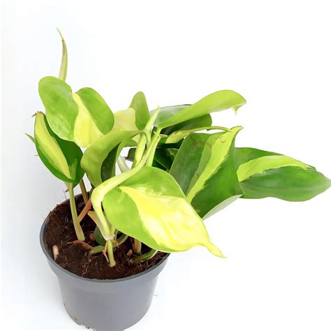 Philodendron scandens Brasil filodendron pnący 12049068024