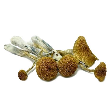 Puerto Rican Magic Mushrooms Buy Online At West Coast Bud