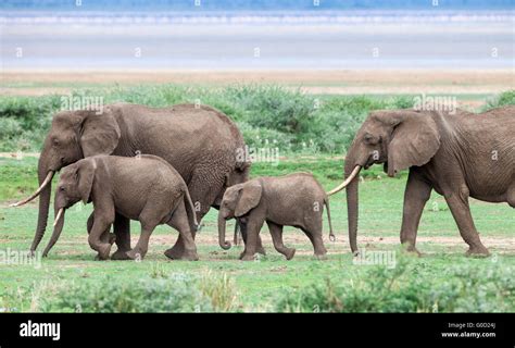 The Elephants Hi Res Stock Photography And Images Alamy