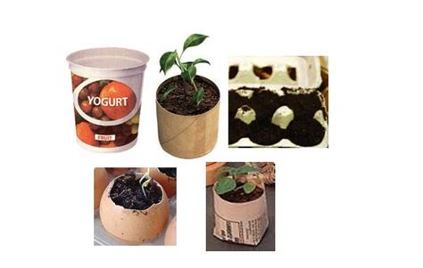 Desperate Gardener: Containers for Starting Seeds