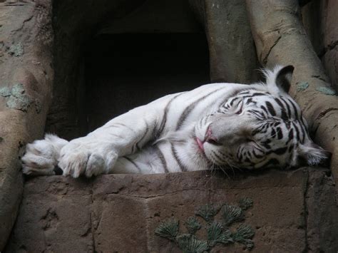 White tiger sleeping on brown surface HD wallpaper | Wallpaper Flare