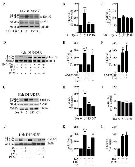 Biomolecules Free Full Text G Protein Dependent Activation Of The