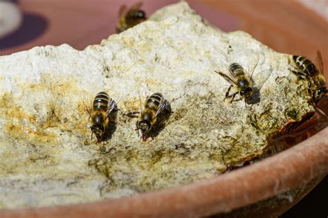 How To Set Up A Water Source For Bees Farm And Dairy