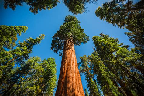 Sequoia National Park Earth Blog