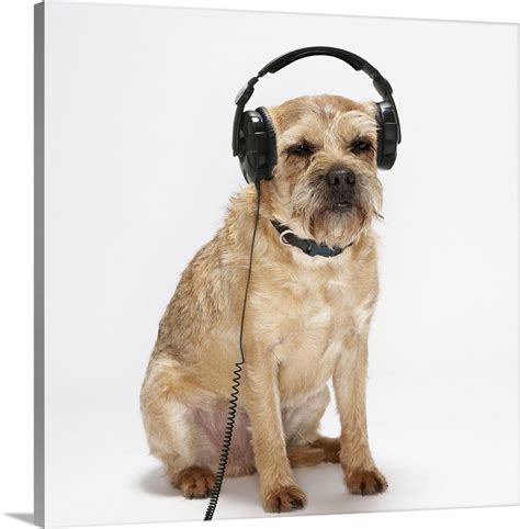 Small dog wearing headphones Wall Art, Canvas Prints, Framed Prints ...