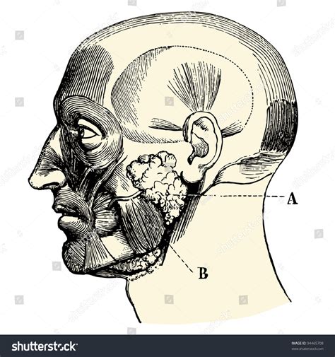 Human Anatomie Salivary Glands Vintage Engraved