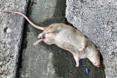 Que faire en cas de découverte d un rat mort Stoprat