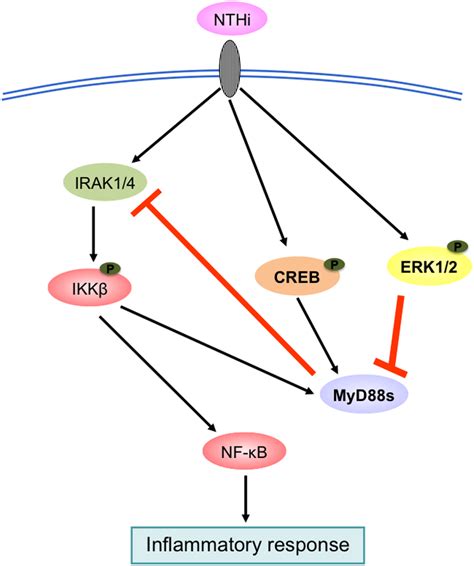 Schematic Model Illustrating Nthi Induced Myd88s Is Regulated By Ikkβ