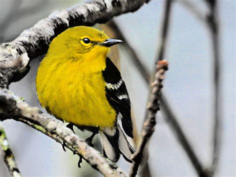 Parulidae Dendroica Pinus Pine Warbler Bird Parulidae Flickr