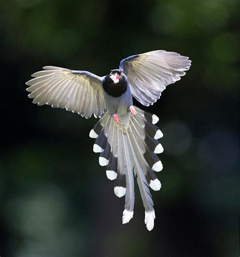 Blue Magpie Flying by Richard Mcmanus