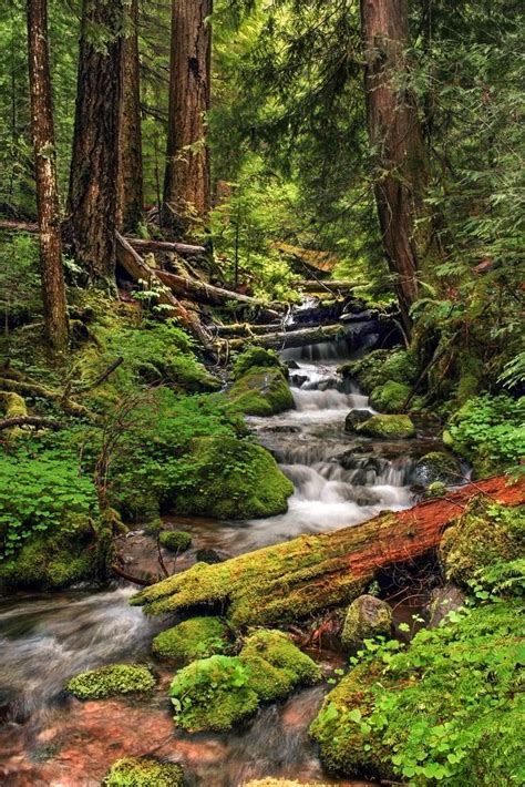 Willamette National Forest | Nature pictures, Beautiful landscapes ...