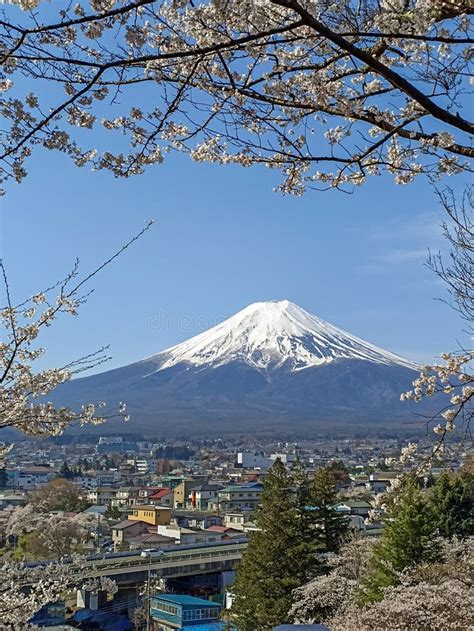 Mount Fuji and Cherry Blossoms, Japan Stock Image - Image of tree ...