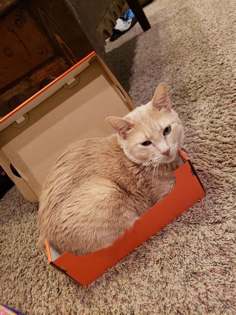 If I Fits I Sits R Aww