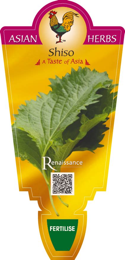 Shiso Renaissance Herbs Guildford Garden Centre