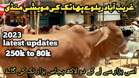 Northern Bypass Mandi 2023 Cow Mandi 2023 Garibabad Cow Mandi New