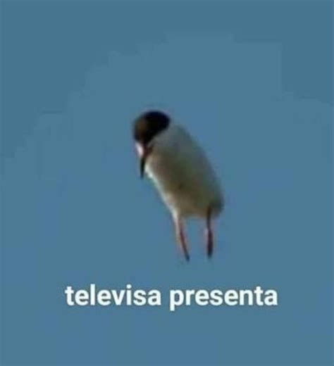 Televisa presenta pajaro Imágenes divertidas Memes Caras de memes