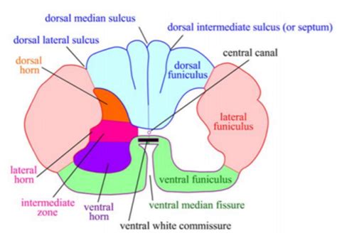 Week Neuro Flashcards Quizlet