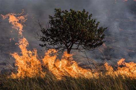 How animals are adapting to the rise of wildfires