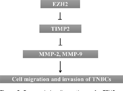 Figure 8 From EZH2 Promotes Migration And Invasion Of Triple Negative