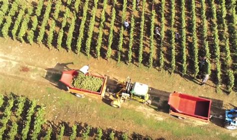 Domaine Fernand Et Laurent Pillot Chassagne Montrachet