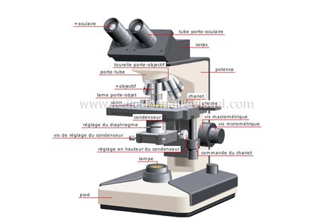 Les Parties Du Microscope Et Leurs Fonctions