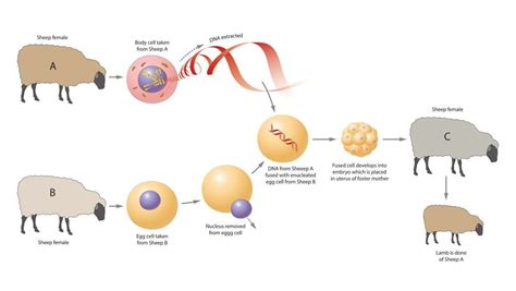 Cloning In Animals Gcse Biology Revision