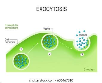 Exocytosis Cell Transports Molecules Out Cell Stock Vector (Royalty Free) 636467810 | Shutterstock