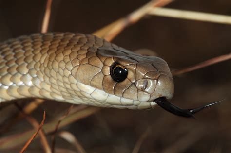 Snake Eating Man In Kerala