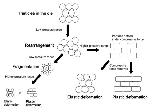 Schematic Illustration Of The Mechanisms Involved During Compression