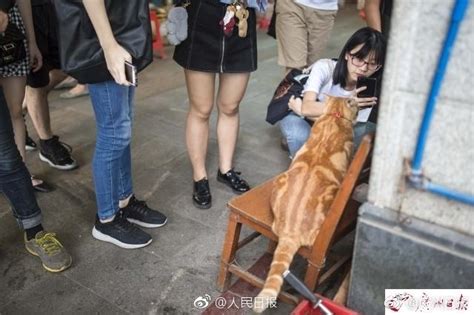 广州有只“网红猫”，天天吃海味身体胖成球 每日头条