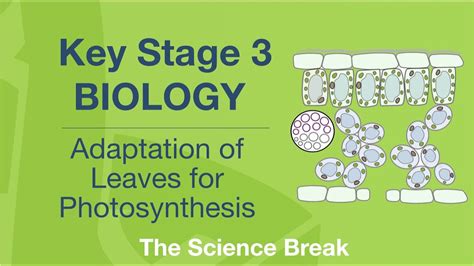 Key Stage Science Biology Adaptation Of Leaves For Photosynthesis