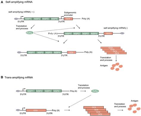 Frontiers Amplifying Mrna Vaccines Potential Versatile Magicians For Oncotherapy