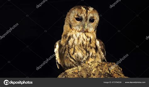 Tawny Owl Strix Aluco Adult Turning Its Head Looking Normandy Stock