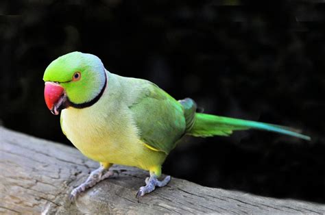 3 Best Pet Birds For Beginners Pethelpful