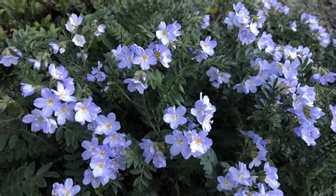 Purple Flower 5 Petals White Center Best Flower Site