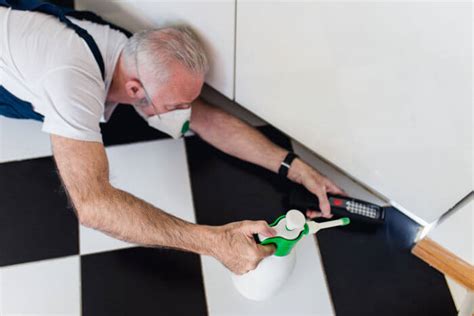 DIY Pest Control Tips For First Time Homeowners Modernize