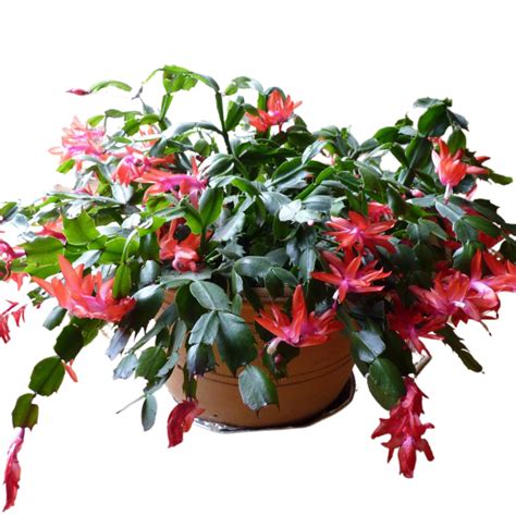 Schlumbergera Christmas Cactus Varieties And Care Summerland Gardens