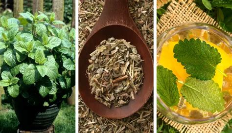 12 Reasons Everyone Should Start Growing Lemon Balm