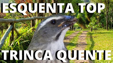 Melhor Canto De Trinca Ferro MACHEANDO Para Esquentar Trinca Ferro