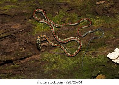 683 Snake Gliding Images, Stock Photos & Vectors | Shutterstock