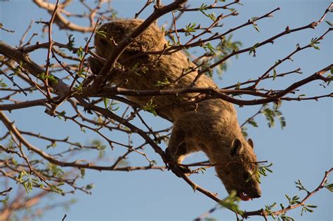 Namibia Wildlife Africa - Free photo on Pixabay - Pixabay