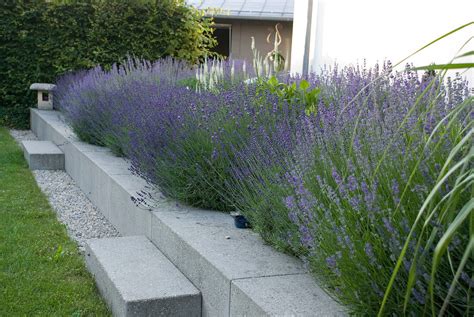 Blühendes Lavendel Beet in Bild kaufen 12159310 Gartenbildagentur